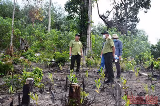 Khu vực chặt phá rừng đã bị khởi tố tại Tiểu khu 162, thôn Tân Thành, xã Sơn Hội, huyện Sơn Hòa.