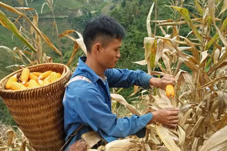 Nông dân xã Co Mạ, huyện Thuận Châu tỉnh Sơn La thu hoạch ngô.