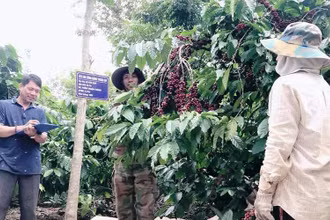 Toàn bộ cà-phê trong vùng sản xuất ứng dụng công nghệ cao tại xã Thuận An được thu hái theo quy trình kỹ thuật riêng, đạt độ chín hơn 85% trở lên.