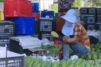 Đóng gói xoài tại HTX nông nghiệp an toàn Chiềng Hặc, huyện Yên Châu, tỉnh Sơn La. Ảnh: TTXVN.