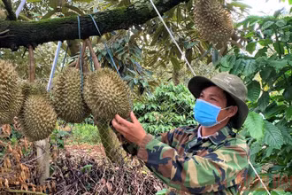 Nông dân huyện Krông Pắc kiểm tra vườn sầu riêng trước khi thu hoạch.