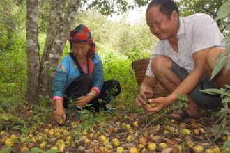 Gia đình anh Sùng Chứ Chao, bản Cổng Chạp nhặt những quả sơn tra mới rụng, với hy vọng sẽ có người đến mua.