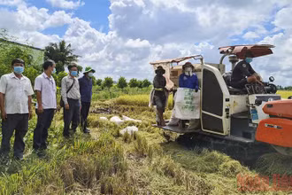 Lãnh đạo huyện Tháp Mười khảo sát tình hình nông dân thu hoạch lúa tại xã Tân Kiều.