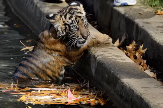 Hổ con Sumatra đực Bandar tại Vườn thú quốc gia Smithsonian ở Washington, Mỹ. Ảnh: Reuters.