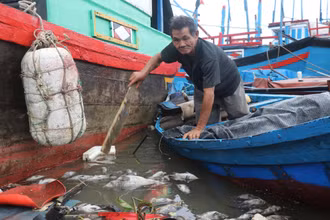 Cá mú chết trôi dạt đầy sông Lễ Thịnh, thuộc thôn Phú Lương, xã An Ninh Đông, huyện Tuy An, Phú Yên.