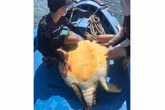 Cá thể rùa biển quý hiếm được ngư dân Phú Quý chở ra cách bờ khoảng 5 hải lý thả về đại dương.