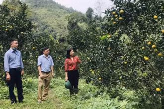 Lãnh đạo huyện Bạch Thông kiểm tra, nắm tình hình tiêu thụ cam quýt.