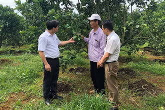 Mô hình trồng cây ăn quả mang lại thu nhập cao ở Sơn La.