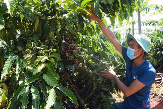 Vườn cà-phê gia đình anh Vũ Văn Hanh (làng Út 1, xã Ia Hrung, huyện Ia Grai) đến thời kỳ chín rộ nhưng thiếu nhân công thu hoạch. (Ảnh: Minh Nguyễn)
