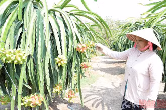 Bà con nông dân tỉnh Tiền Giang chăm sóc cây thanh long. 