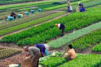Đại dịch Covid-19 tạo ra nhiều áp lực hơn đối với hệ thống thực phẩm, đặt ra nhu cầu về sức khỏe tốt hơn.