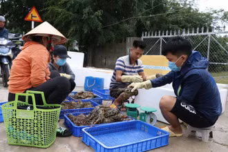 Tôm hùm ở Phú Yên chết hàng loạt, người nuôi thiệt hại lớn