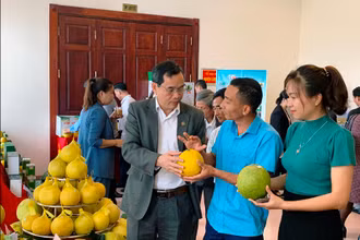 Các đại biểu tham quan gian hàng trưng bày sản phẩm bưởi và trao đổi kinh nghiệm sản xuất tại diễn đàn.