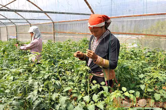 Người dân thị xã Sa Pa (Lào Cai) trồng cà chua trong nhà lưới (Ảnh minh họa: ĐĂNG KHOA).