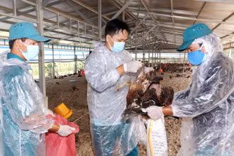 Cơ quan chức năng tiến hành tiêu hủy 12.000 con gà nhiễm H5N1 của hộ ông Đào Văn Đông.