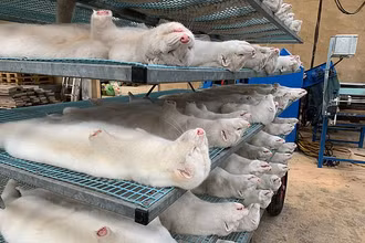 Đan Mạch đã tiêu hủy 17 triệu con chồn vì phát hiện đột biến virus SARS-CoV-2.