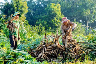 Thu hoạch sắn. (Nguồn: Báo TNO)