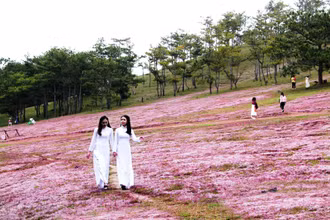 Trên thảo nguyên hồng.