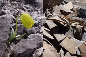 Cây Fritillaria delavayi trong quần thể có áp lực thu hoạch thấp (bên trái) và cao (bên phải). Ảnh: Yang Niu
