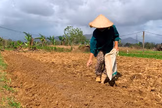 Bón phân cho vụ rau mới.