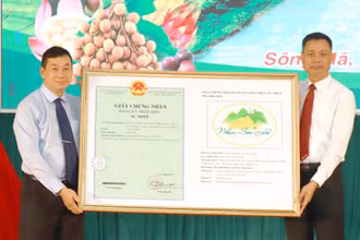 Cục Sở hữu trí tuệ trao Giấy chứng nhận đăng ký nhãn hiệu “nhãn Sơn La” cho tỉnh Sơn La.