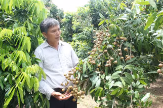 Hộ gia đình ông Trần Văn Mí, xã Tân Hưng, thành phố Hưng Yên, tỉnh Hưng Yên được mùa nhãn.