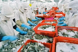 Sáu tháng đầu năm 2021, sản lượng tôm nước lợ đạt 371 nghìn tấn (tăng 12% so với cùng kỳ năm 2020).