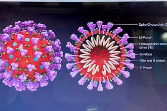 Vì sao virus SARS-CoV-2 có thể gây tổn thương cho toàn bộ cơ thể?