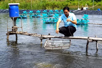 Chủ tịch Hợp tác xã nuôi tôm năng suất cao Tân Hưng thăm ao tôm đến lứa nhưng không thu hoạch vì giá đang giảm.
