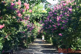 Mùa hoa tường vi