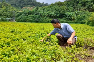 Kiểm tra sự phát triển của cây thạch đen tại xóm Nà Lẹng, xã Trọng Con, huyện Thạch An (Cao Bằng).