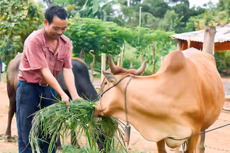 Người dân buôn Hiao, chăm sóc đàn bò của gia đình.