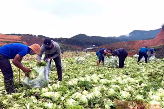 Áo xanh tình nguyện trên những cánh đồng rau được người dân Lâm Đồng hỗ trợ các vùng dịch. Ảnh: MAI VĂN BẢO.