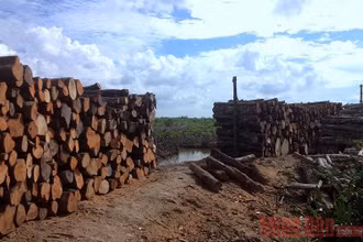 Gỗ đước chất đống ở ấp Ông Định, xã Tân n Tây (huyện Ngọc Hiển) nhưng chưa có đầu ra.