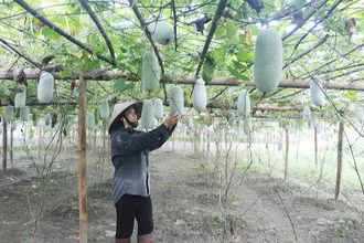 Bí xanh thơm của Bắc Kạn là sản phẩm OCOP có chất lượng thơm, ngon, có thể bảo quản được vài tháng sau thu hoạch. (Trong ảnh: Người dân xã Yến Dương, huyện Ba Bể chăm sóc cây bí xanh thơm - ảnh: HƯƠNG DỊU)
