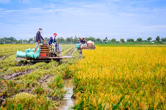 Vụ Hè thu lúa chín đến đâu, nông dân cần tranh thủ thu hoạch đến đó, với phương châm “xanh nhà hơn già đồng” .