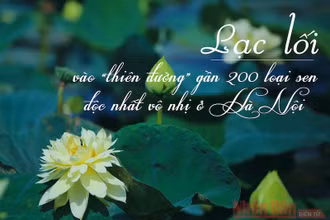 “Thiên đường” gần 200 loại sen độc nhất vô nhị ở Hà Nội