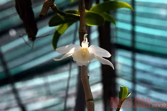 (Ảnh minh họa)