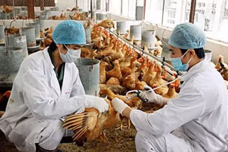 Tại Việt Nam từ đầu tháng 6/2021 đến nay đã phát hiện chủng virus cúm gia cầm A/H5N8.