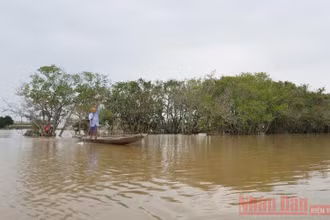 Một góc rú Chá mùa nước lụt.