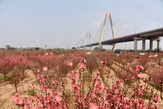 Rực rỡ hoa đào Nhật Tân