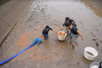 Người dân làng Thủy Trầm thu hoạch cá chép đỏ kịp thời cung ứng ra thị trường.