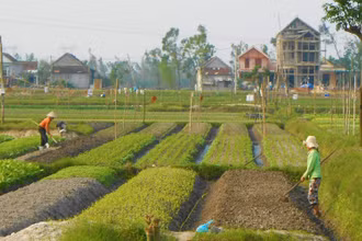 Nông dân phường Quảng Long, thị xã Ba Đồn (Quảng Bình) trồng rau chuẩn bị cho vụ rau Tết.