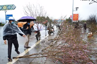 Mưa lớn làm rụng hoa đào cảnh, khiến người bán phải vứt bỏ ở chợ hoa xuân thành phố Lào Cai.