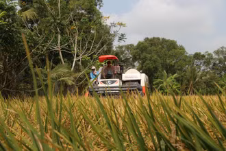 Thu hoạch lúa đông xuân ở thị trấn Bảy Ngàn, huyện Châu Thành A.