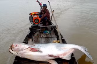 Ca tra dầu sông Mê Công cũng đang bị đe dọa nghiêm trọng.