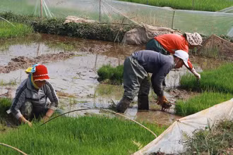 Người dân thị xã Quảng Yên chuẩn bị mạ để cấy vụ đông xuân.