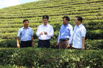 Kiểm tra phát triển cây chè.