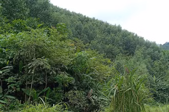 Một diện tích rừng đã trồng lại sau khai thác trắng bằng cây keo của công ty. 