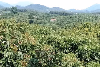 Vùng nhãn Khe Đù, xã Phúc Thuận, thị xã Phổ Yên.